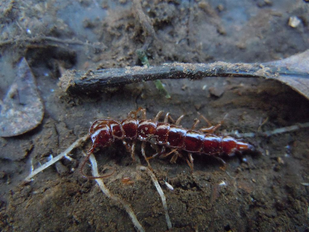 Scolopendra da identificare